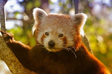 Red Panda - Pentax User Photo Gallery