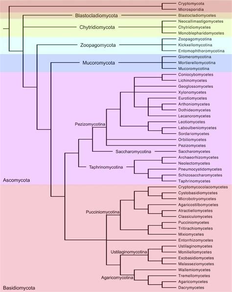 Fungal tree of life. Cladogram of the kingdom Fungi based on published ...