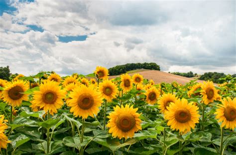 How To Plant Sunflower In The Philippines | Best Flower Site