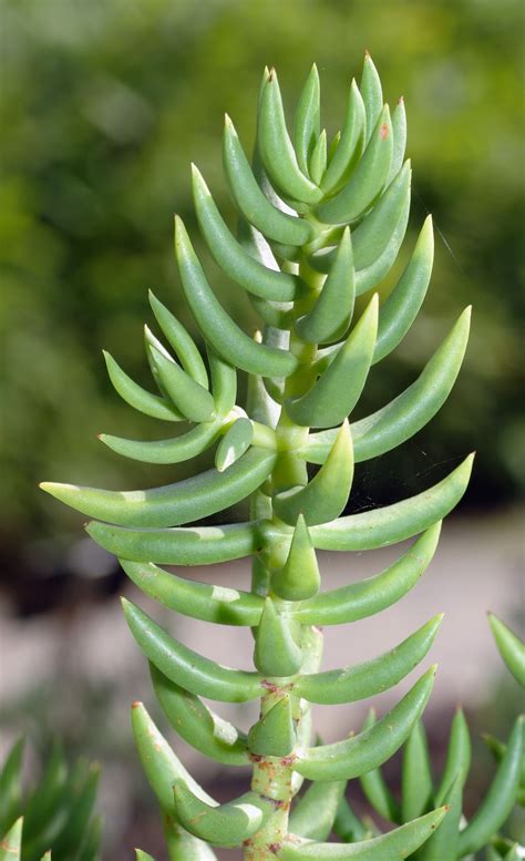 Crassula tetragona | Suculentas, Suculentas colgantes, Cultivo de ...