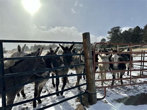 Cripple Creek Donkeys to be released May 15 | FOX21 News Colorado