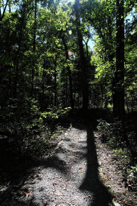 The Shadow of the Tree Photograph by George Taylor - Fine Art America