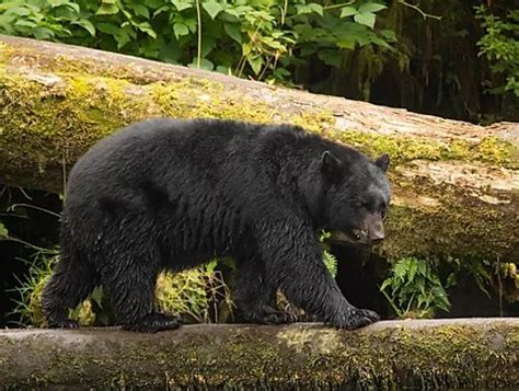 Road System Adventures | Prince of Wales | Southeast Alaska