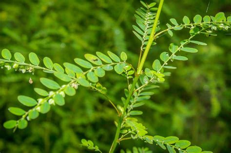 What Are The Health Benefits of Chanca Piedra – It's Health Tea