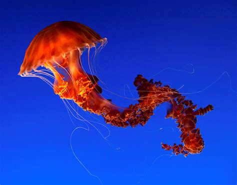 15 Most Beautiful & Cute Jellyfish Species In The World