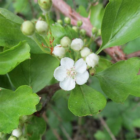 Crataegus mollis in Cathays Cemetery