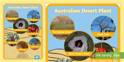 Australian Desert Plants Display Poster (teacher made)