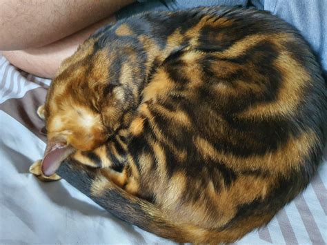 My Sleeping Bengal Cat : r/pics