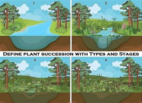 Define Plant Succession with Types and Stages - Basic Agricultural Study