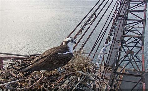 Osprey live cam in Richmond