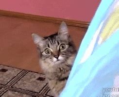 Shocked Cat GIFs - Find & Share on GIPHY