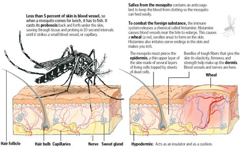 WHY MOSQUITO BITE ITCHES? | General Knowledge