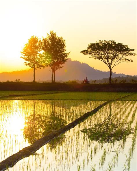 rice fields 4k Phone HD Wallpaper