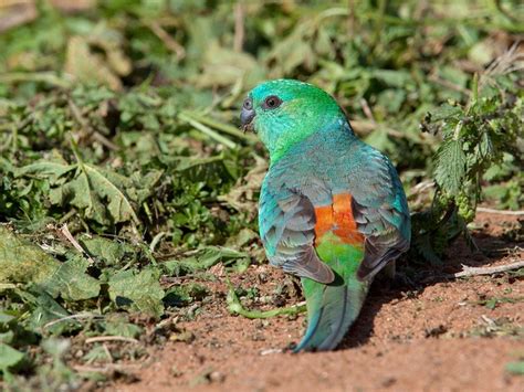 Red-rumped Parrot male | Parrot, Beautiful birds, Australian birds