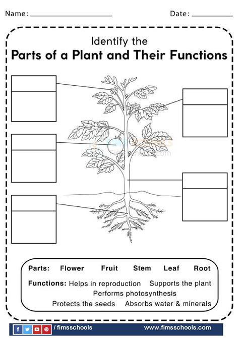 Plant Parts And Functions Worksheet - Zipworksheet.com