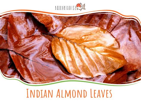 Indian Almond Leaves | How And When To Use Them! - Aquariadise