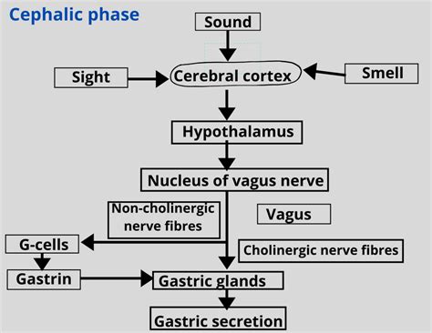 Gastric acid secretion-Different phases-NotesMed | NotesMed