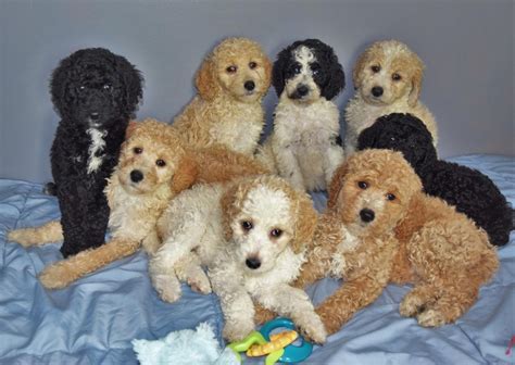 Standard Poodle Puppies For Sale | Lansing, MI #307968