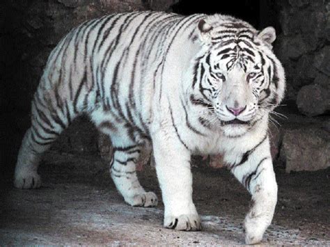 MP Forest Department mulls reintroducing white tiger into wild - The Hitavada