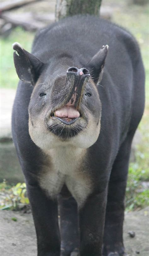 Baird's Tapir smile - ZooChat