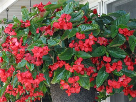 Dragon Winged Begonias...one of my favorites | Plants, Dwarf plants, Planting flowers