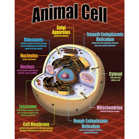 Animal Cell Science Poster - Bell 2 Bell