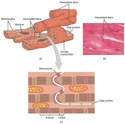 Cardiac Muscle and Electrical Activity | Anatomy and Physiology II