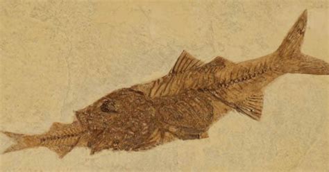 Exceptional Fossil Reveals Fish-Eating-Fish Moment Frozen in Time - Rock Seeker