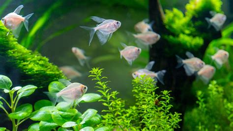 Freshwater Aquarium Maintenance 101 - Keep Your Tank Healthy – The iFISH Store