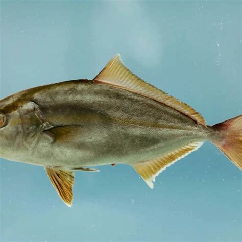 Greater amberjack - Facts, Diet, Habitat & Pictures on Animalia.bio