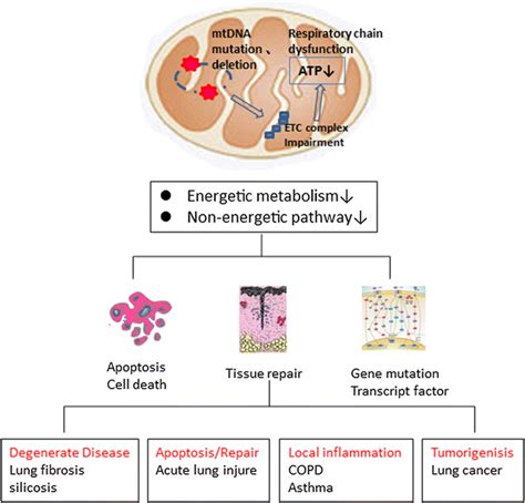 Mitochondrial dysfunction and diverse lung diseases. Mitochondrial ...