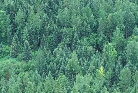 Aerial view of forest | Aerial view of forest. Canada. Photo… | Flickr