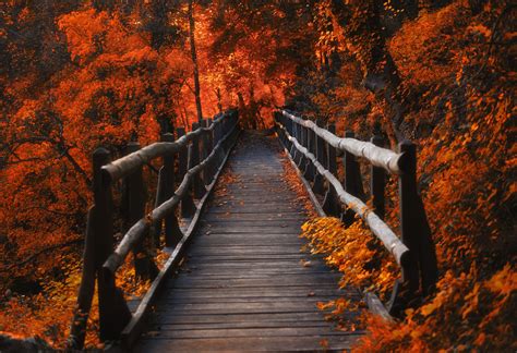 leaves, Forest, Orange, Wood, Bridge, Nature, Lights, Switzerland, Trees Wallpapers HD / Desktop ...