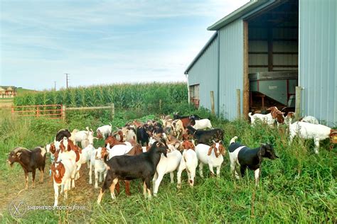 Goat Meat Farm | Buy Live Goats | 100 % Halal always