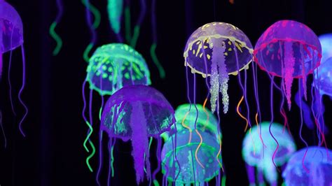 Download wallpaper 1920x1080 jellyfish, colorful, glow, luminescence full hd, hdtv, fhd, 1080p ...