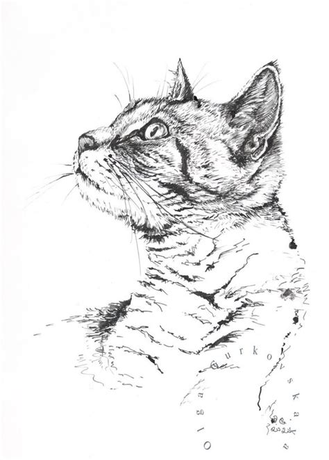 Cat Face Profile Drawing