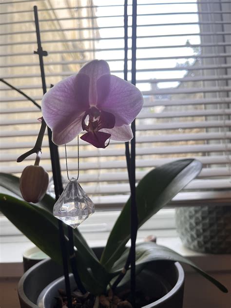 My single orchid flower : r/HouseplantsUK