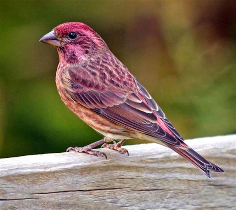 Purple Finch - "a sparrow dripped in raspberry juice" (With images ...