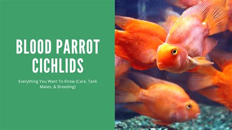 Red Blood Parrot Fish 10 Compatible Parrot Cichlid Tank Mates ...