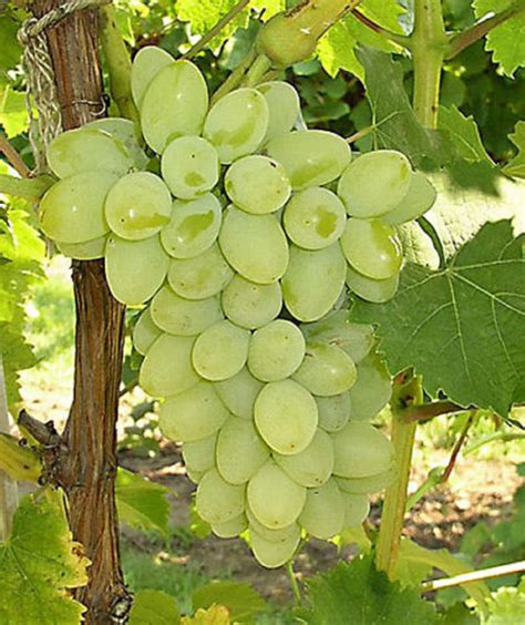 Sugraone Superior Seedless Grapes 3 Cuttings Vitis vinifera | Etsy