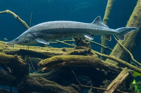 Beluga Sturgeon - A-Z Animals