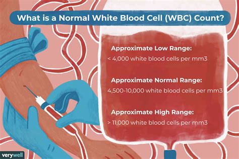 Normal White Blood Cell (WBC) Count