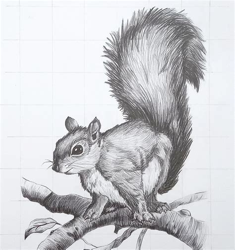 Squirrel Drawing Pictures