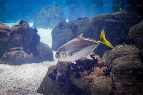 Horse Eye Jack Caranx Latus Fish Aka Big-eye Jack Underwater In Sea - Stock Photos | Motion Array