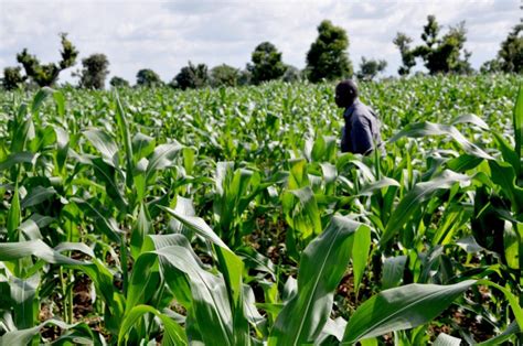 Villam Agric earmarks N3.5bn agricultural investment in Ekiti State ...