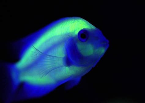 Genetically Engineered Glow In The Dark Animals