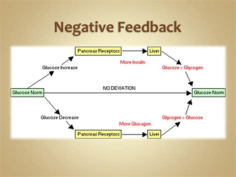 Blood Glucose Negative Feedback Loop