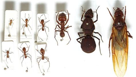 Common Types of Ants | Ecolab