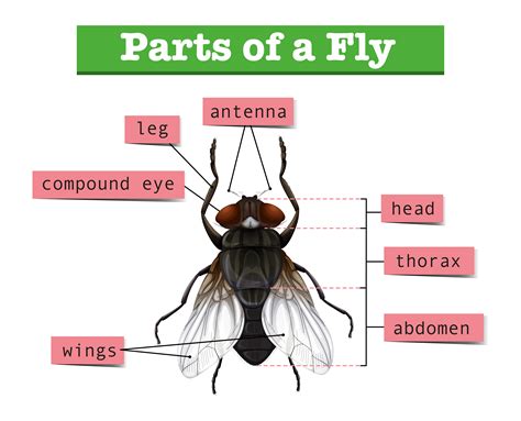 [DIAGRAM] Simple Fly Diagram - MYDIAGRAM.ONLINE