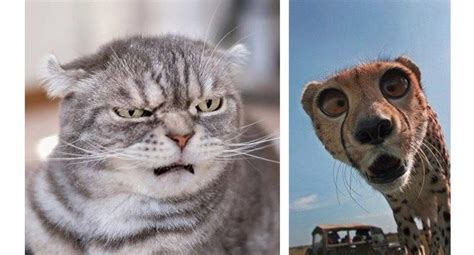 These Animals Are Masters Of Facial Expressions Fluffy Animals, Find ...